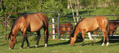 WELLGREEN FARMS ADVENTURES ON HORSEBACK