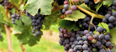 MACKINAW VALLEY VINEYARD